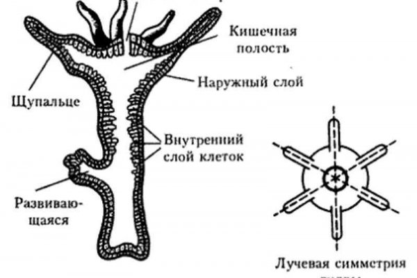 Кракен площадка зеркало